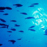 Deep Diver